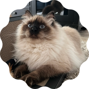 Bean♂