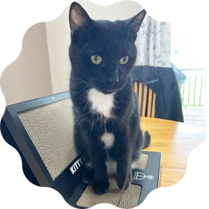 Binx♂