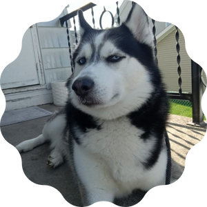 King♂