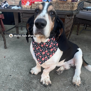 "Black Strawberry" Scrunchie Bandana