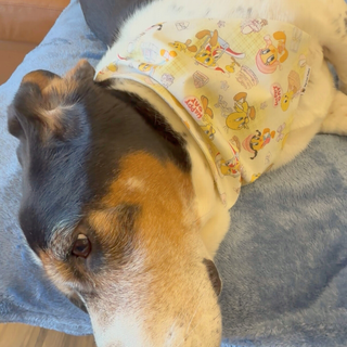 "Happy Day Tweety" Scrunchie Bandana