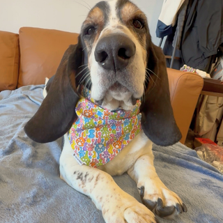 "Color Paw" Scrunchie Bandana
