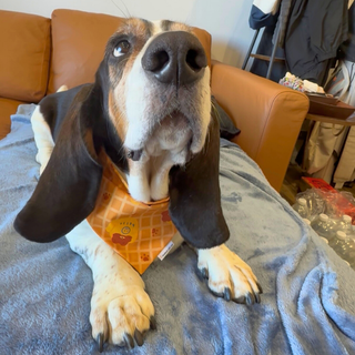 "Hello Bear" Scrunchie Bandana
